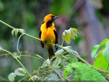 El Parque de Izcaragua