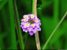 El Parque de Izcaragua