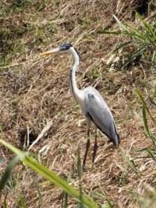 Fauna Viviente y Reluciente