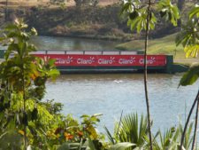 Fauna Viviente y Reluciente