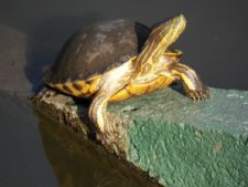 Fauna Viviente y Reluciente