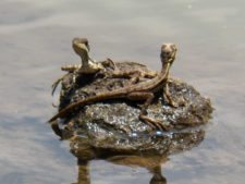 Fauna Viviente y Reluciente