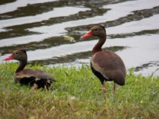Fauna Viviente y Reluciente
