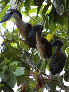 Fauna Viviente y Reluciente