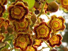 Fauna Viviente y Reluciente