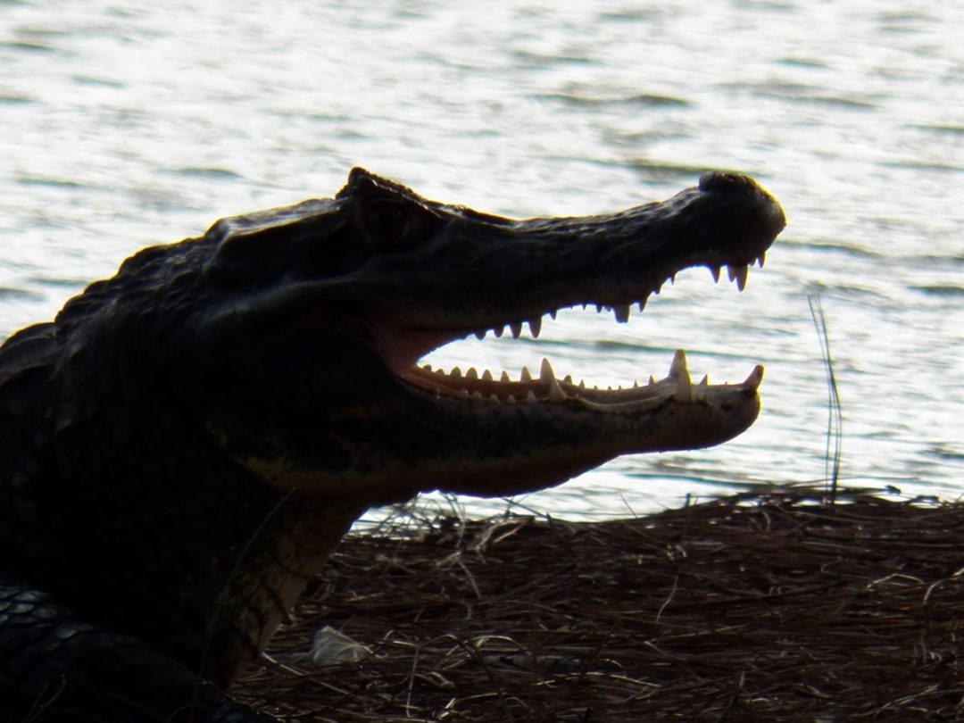 Fauna Viviente y Reluciente