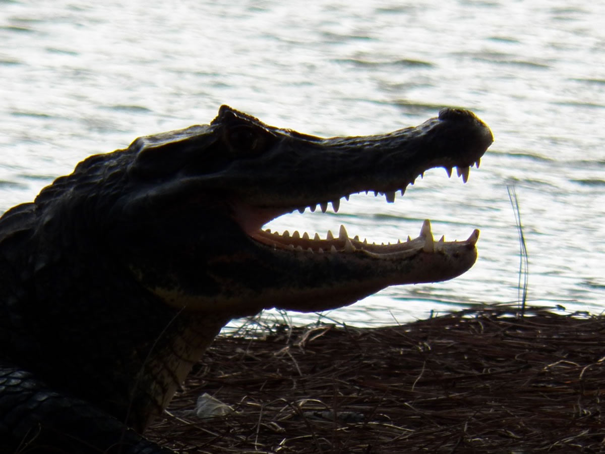 Fauna Viviente y Reluciente