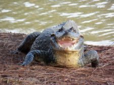 Fauna Viviente y Reluciente