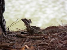 Fauna Viviente y Reluciente