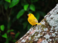Final 32º Abierto de Venezuela Copa DIRECTV