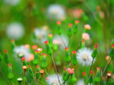 Final 32º Abierto de Venezuela Copa DIRECTV