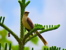 Final 32º Abierto de Venezuela Copa DIRECTV