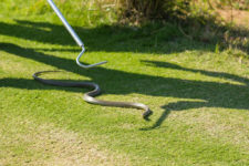 Intentando capturar una serpiente (cortesía Tristan Jones/IGF)
