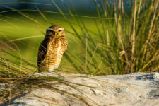 Un buho en el campo (cortesía Tristan Jones/IGF)