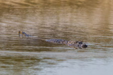 Un Caiman el el lago del hoyo 11 (cortesía Tristan Jones/IGF)