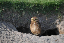 Buho en el green (Photo by Chris Condon/PGA TOUR/IGF)