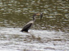 Galerías del Panamá Claro