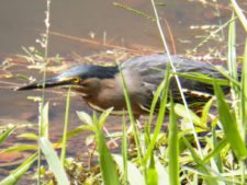 Galerías del Panamá Claro