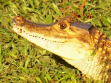 Galerías del Panamá Claro