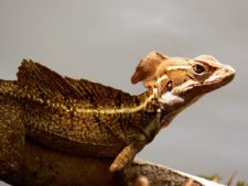 Galerías del Panamá Claro