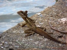 Galerías del Panamá Claro