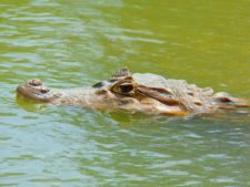 Galerías del Panamá Claro