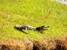 Galerías del Panamá Claro