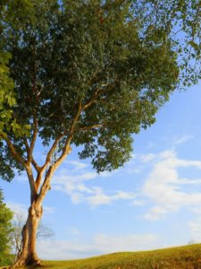 Galerías del Panamá Claro