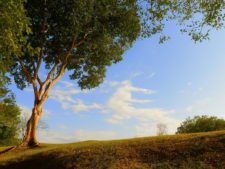 Galerías del Panamá Claro