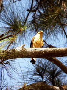 Galerías del Panamá Claro