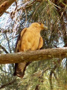 Galerías del Panamá Claro