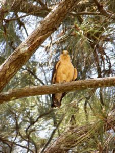 Galerías del Panamá Claro