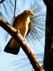 Galerías del Panamá Claro