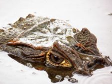 Galerías del Panamá Claro