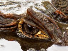 Galerías del Panamá Claro