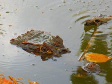 Galerías del Panamá Claro