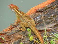 Galerías del Panamá Claro