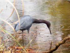 Galerías del Panamá Claro