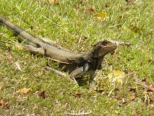 Galerías del Panamá Claro