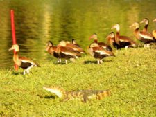 Galerías del Panamá Claro