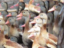 Galerías del Panamá Claro