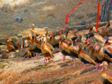 Galerías del Panamá Claro