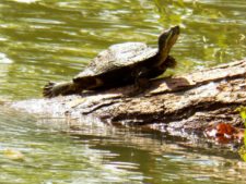 Galerías del Panamá Claro