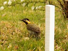 Momentos del 17º Abierto Internacional Jockey Club Rosario