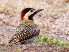 Momentos del 17º Abierto Internacional Jockey Club Rosario