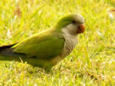 Momentos del 17º Abierto Internacional Jockey Club Rosario