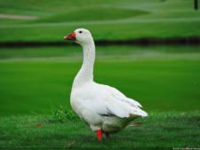 Imágenes de una Edición Memorable