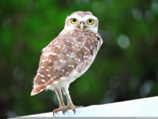 Imágenes de una Edición Memorable