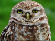 Imágenes de una Edición Memorable