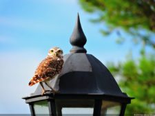 Imágenes de una Edición Memorable